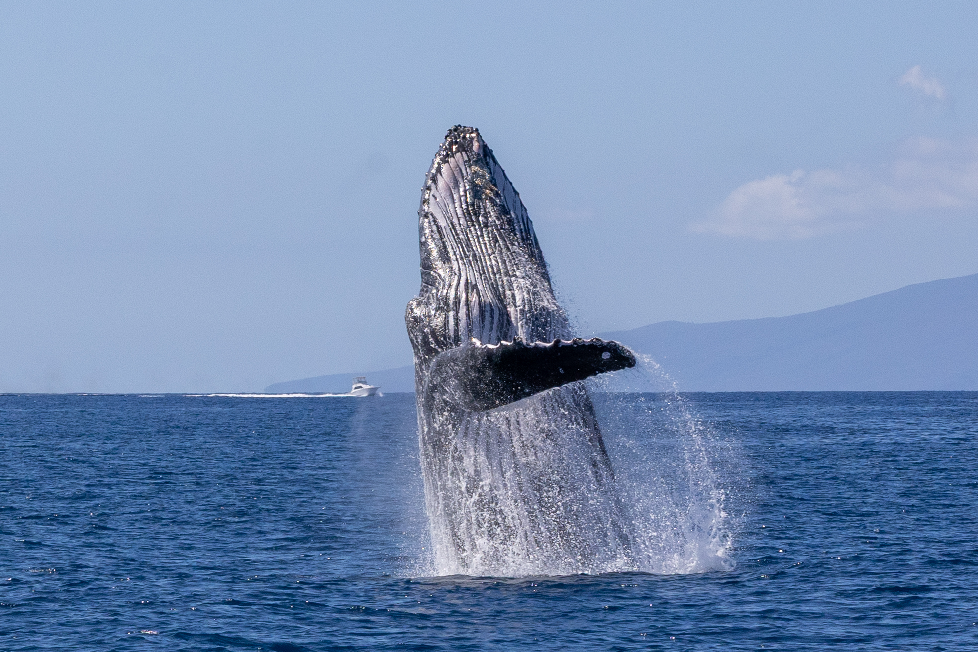 Classic Whale Watch