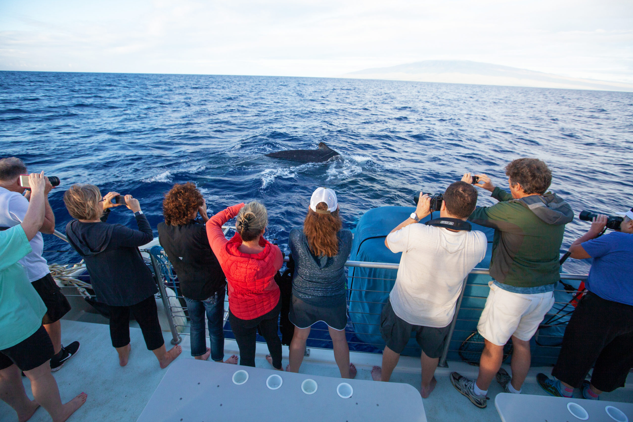 Small Group Whale Watch