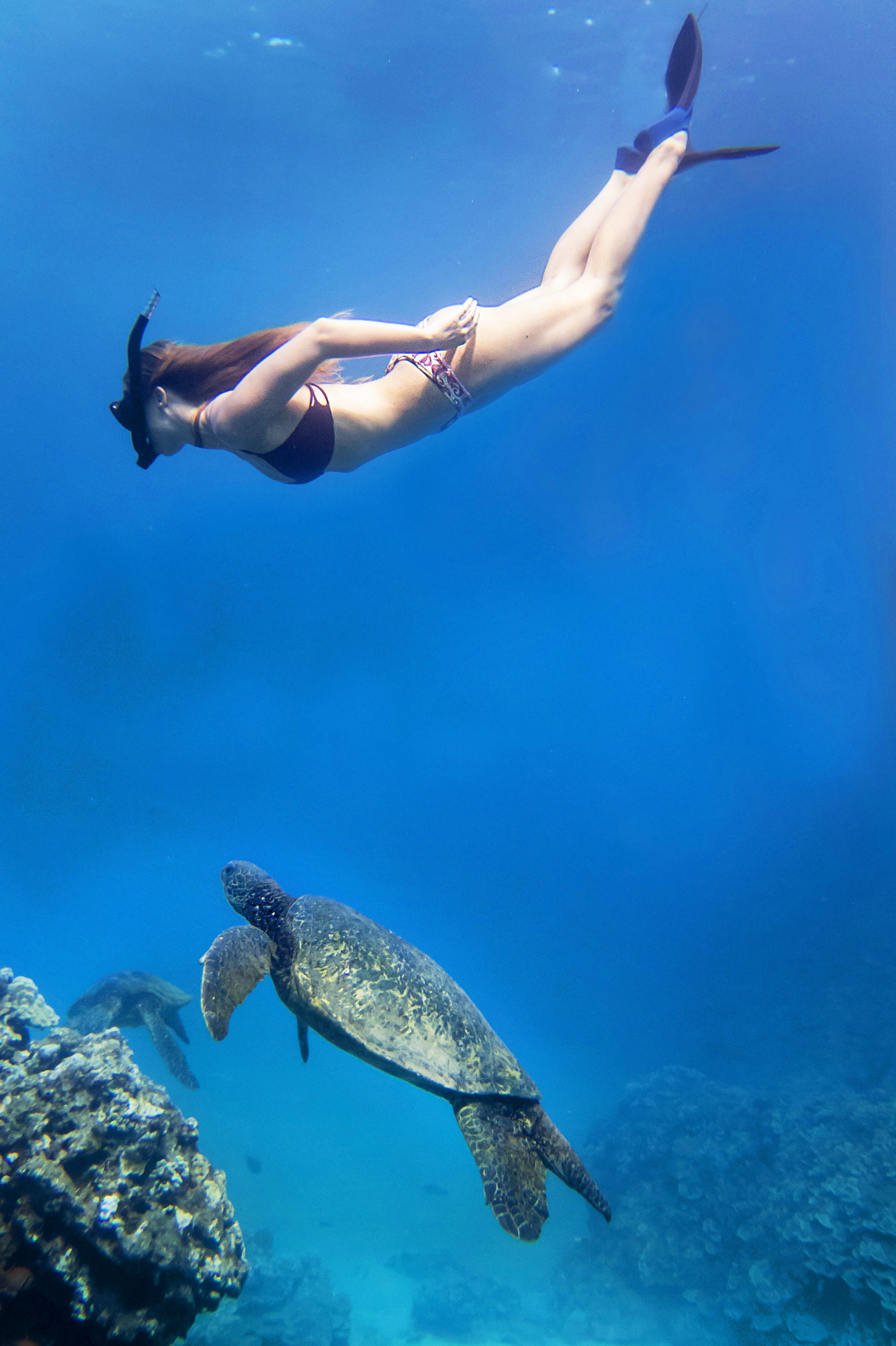 Molokini & Turtle Adventure