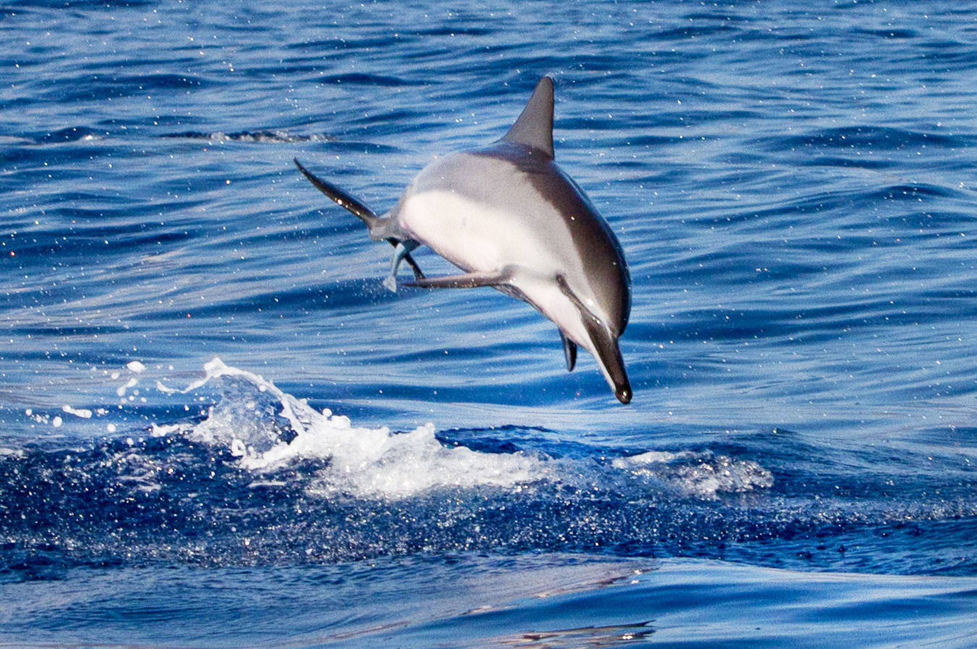 Lanaʻi Snorkel & Dolphin Watch